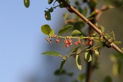 Phyllanthus reticulatus
